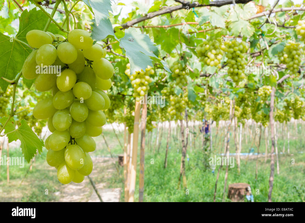 Anpflanzung von grünen Trauben in den Tropen, Thailand Stockfoto