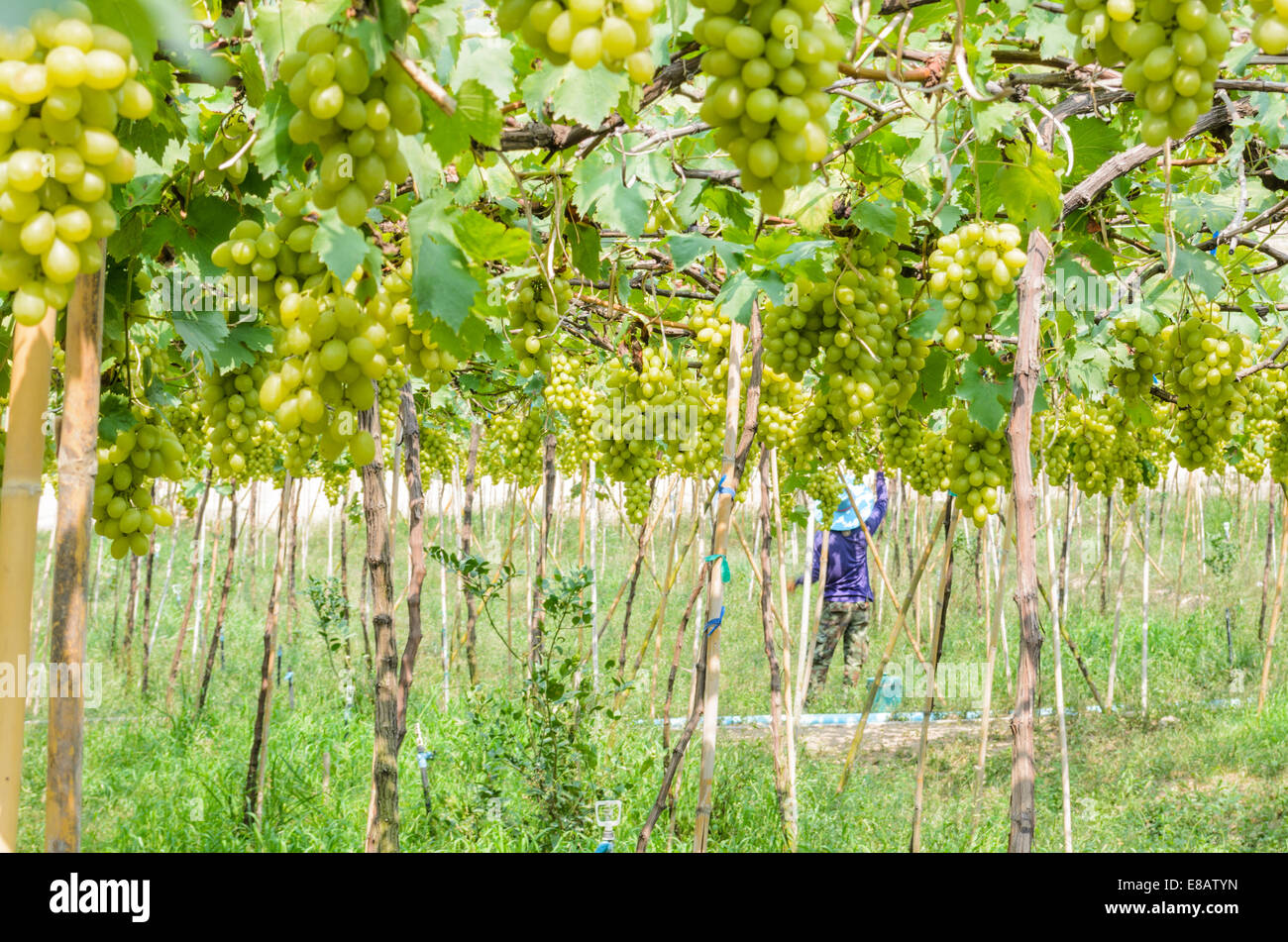 Anpflanzung von grünen Trauben in den Tropen, Thailand Stockfoto