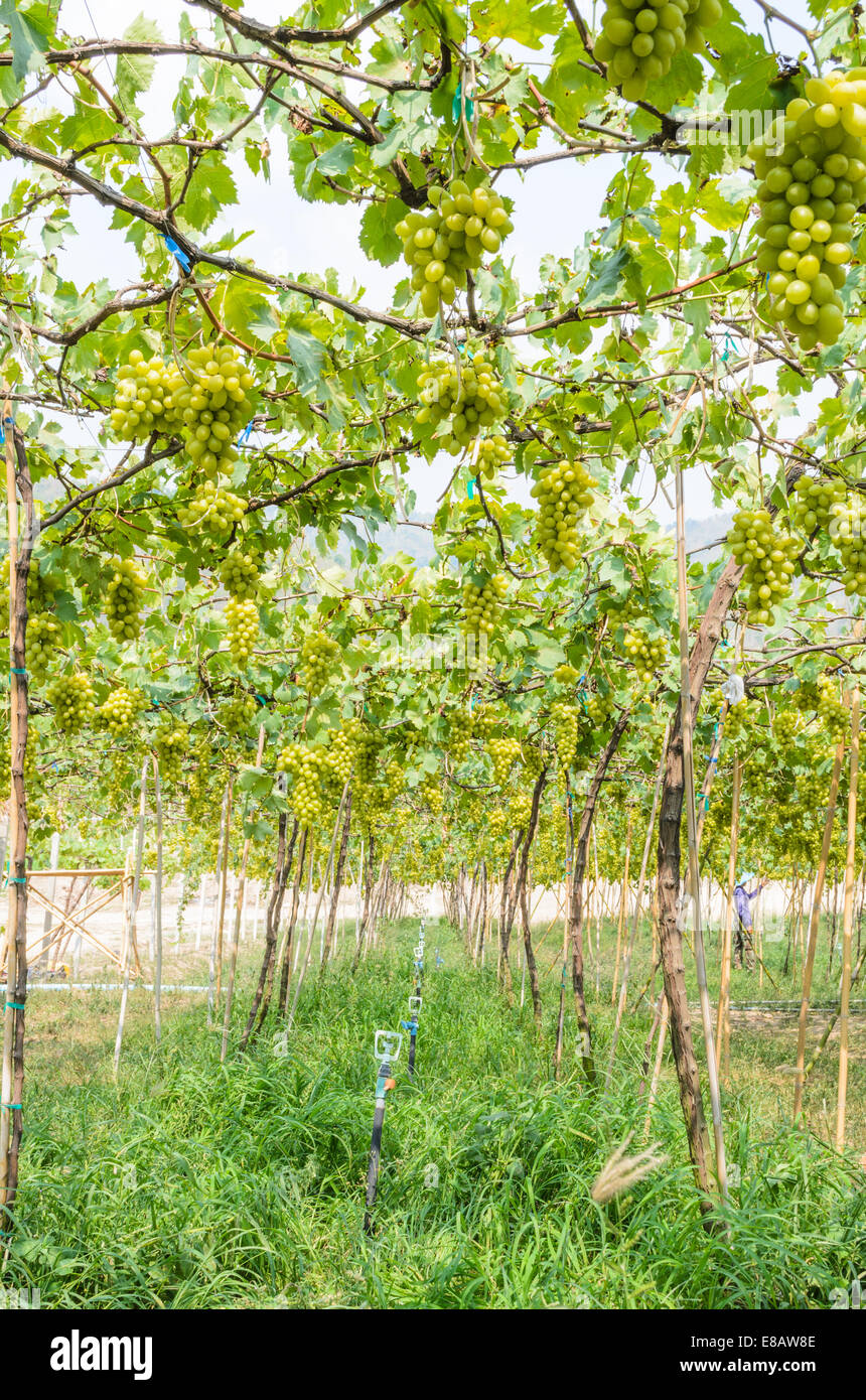 Anpflanzung von grünen Trauben in den Tropen, Thailand Stockfoto