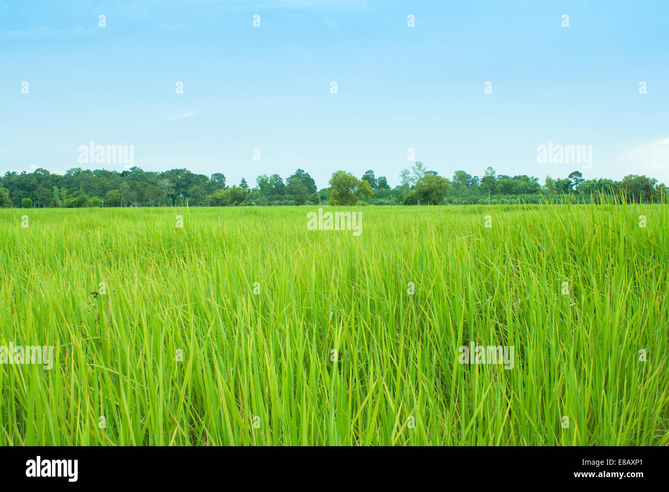 Reisfeld in der ersten Saison der Bauernhof Stockfoto