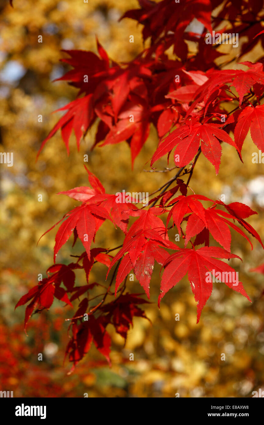 Herbst, Blatt, Skansen, Stockholm, Schweden Stockfoto