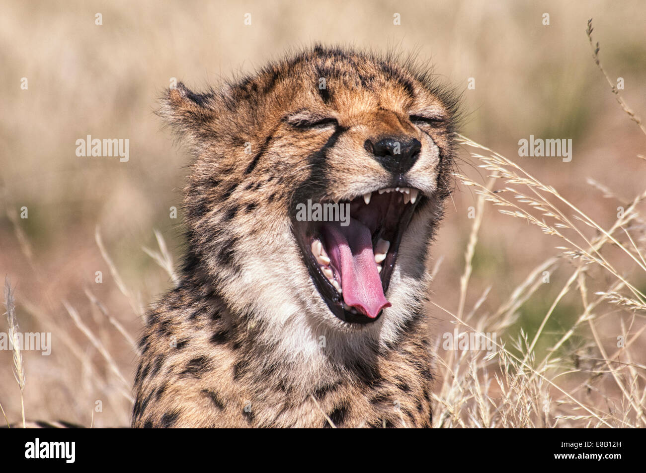 Porträt von niedlich, Cheetah Cub mit in ein Gähnen, offenem Mund Lachen Acinonyx Jubatus, Namibia, Südwestafrika Stockfoto