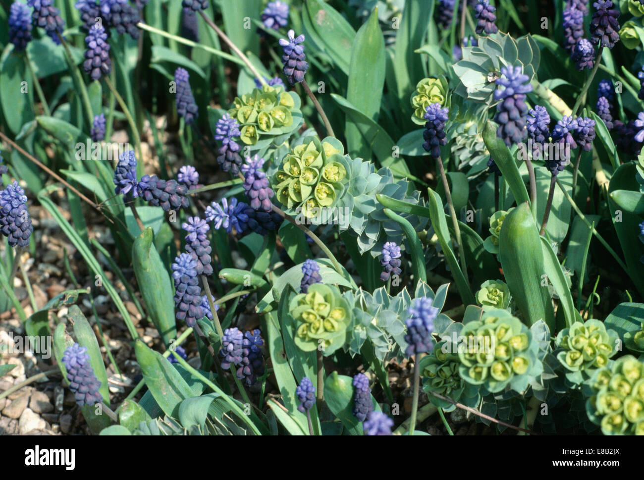 Nahaufnahme von Muscari Latifolium Inter mit Euphorbia "Myrsinites" gepflanzt Stockfoto