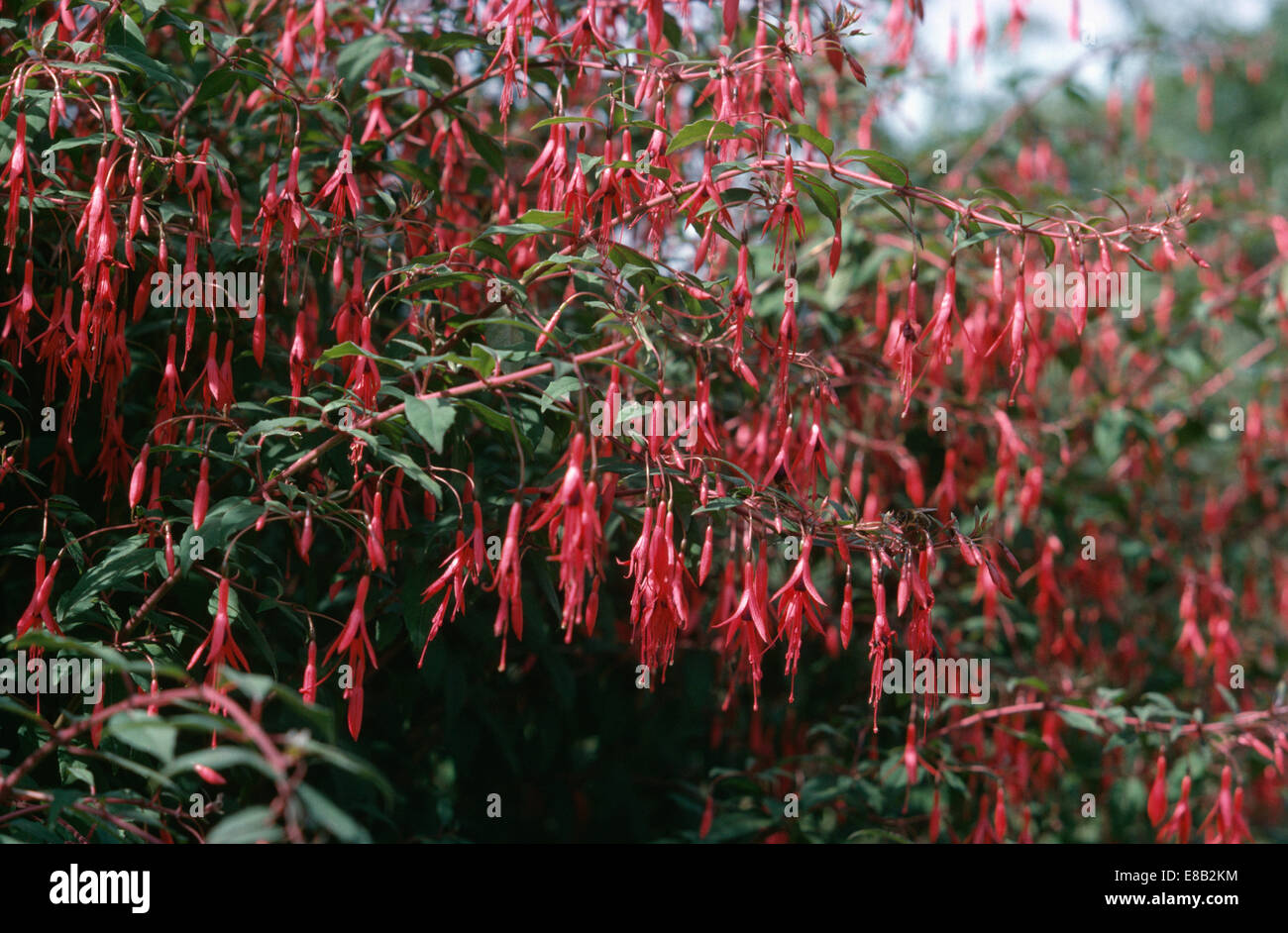 Nahaufnahme von Fuchsia fehlt Stockfoto