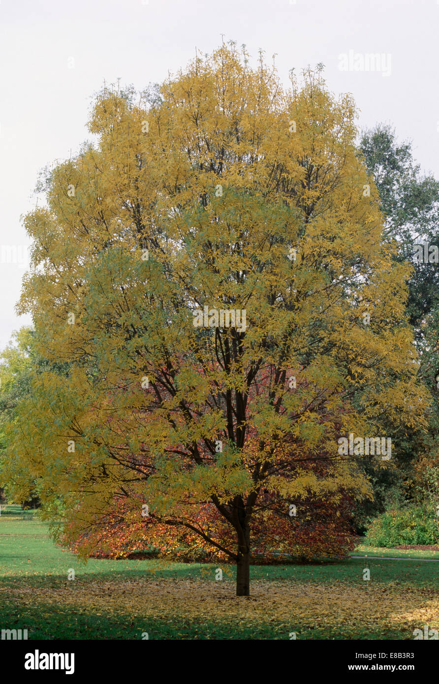 Acer Baum am Anfang des Herbstes Stockfoto