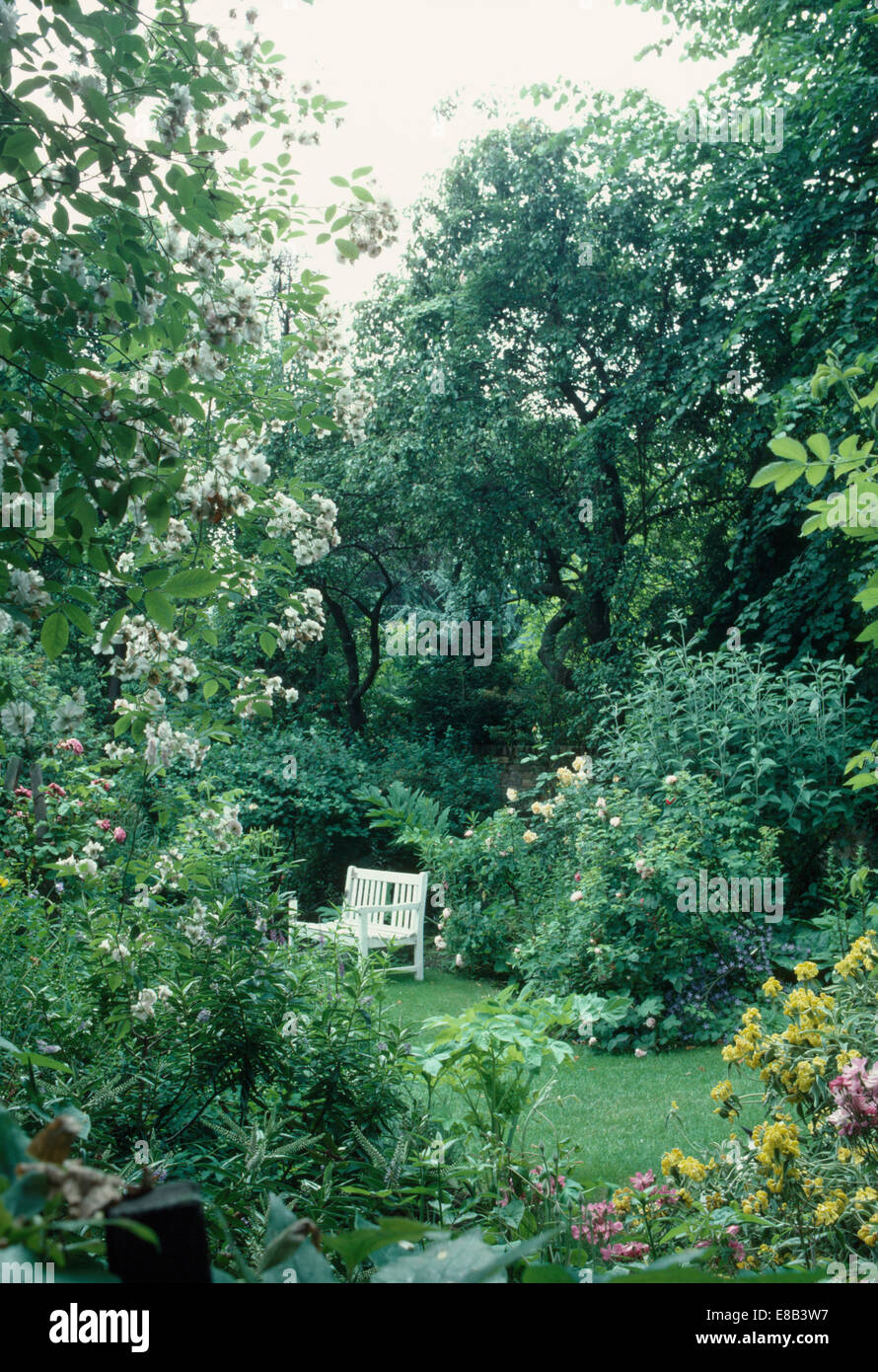 Rosa Pauls Himalayan Musk im großen Garten mit weißen Bank auf Rasen und hohen Bäumen Stockfoto