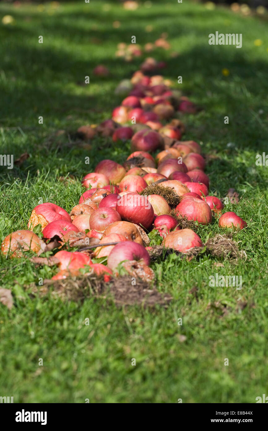 Malus Domestica. Windfall Äpfel auf dem Boden. Stockfoto