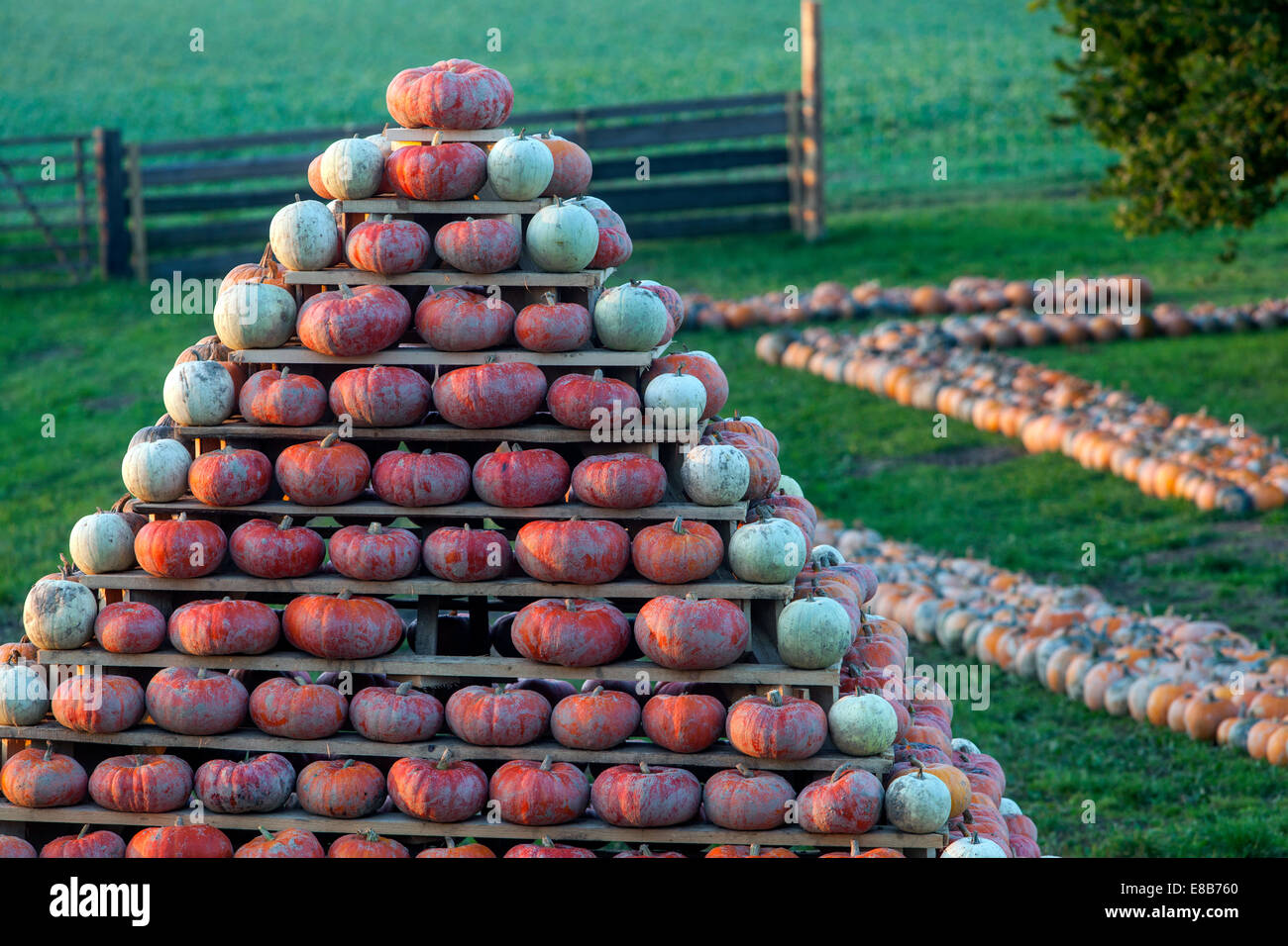 Kürbisse Farm, Kürbisse in Form einer Pyramide gestapelt Stockfoto