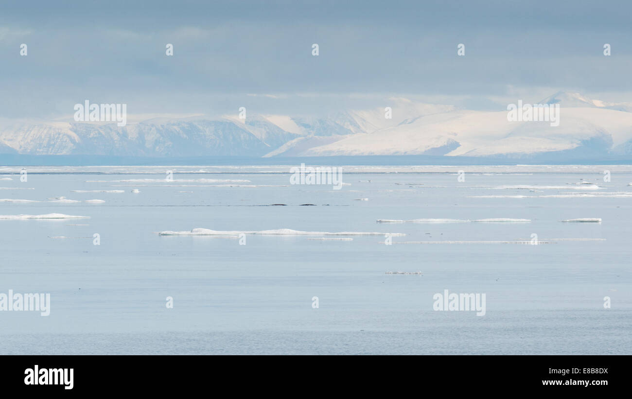 Narwal, oder Narwales, Monodon Monoceros auftauchen bei Milne Bucht, mit Bergen im Hintergrund, Baffin Island, arktischen Ozean. Stockfoto