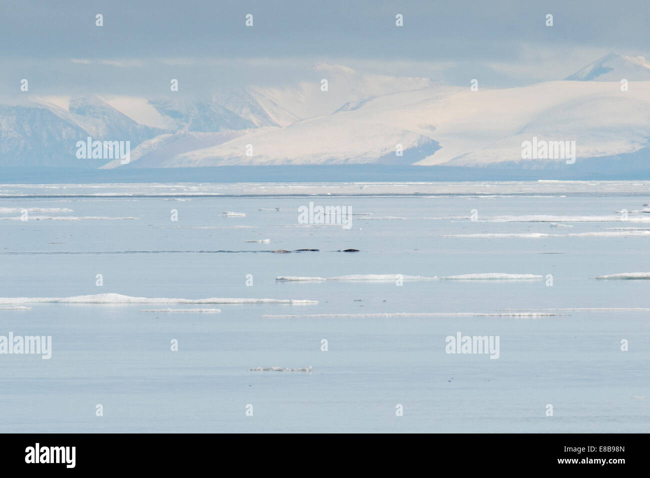 Narwal, oder Narwales, Monodon Monoceros auftauchen bei Milne Bucht, mit Bergen im Hintergrund, Baffin Island, arktischen Ozean. Stockfoto