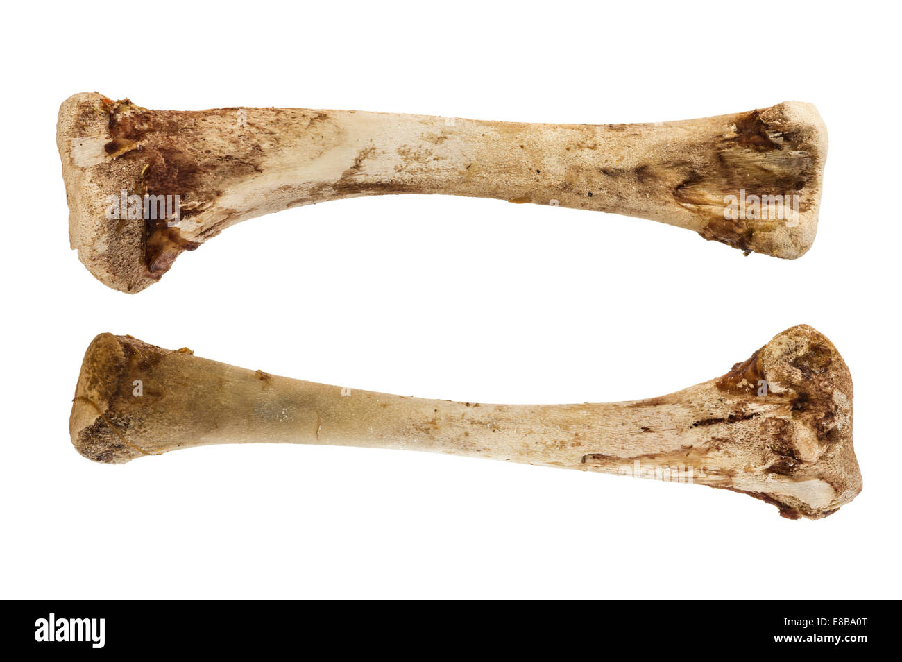 Hühnerknochen Bein isoliert auf weißem Hintergrund Stockfotografie Alamy