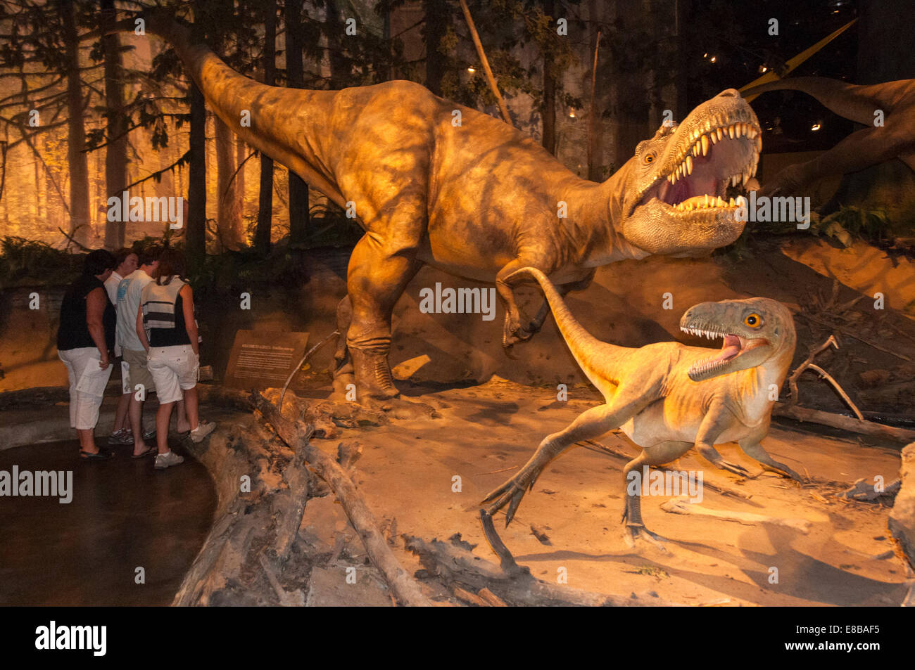 Elk203-6513 Kanada, Alberta, Drumheller, Royal Tyrrell Museum, Sauriersaal ausstellen Stockfoto