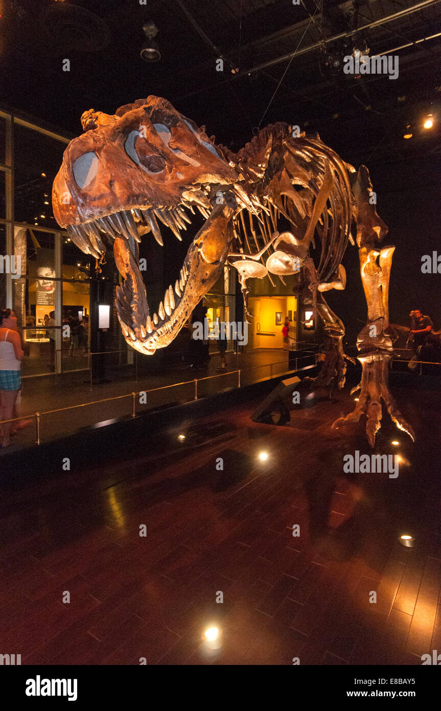 Elk203-6526v Kanada, Alberta, Drumheller, Royal Tyrrell Museum, Sauriersaal ausstellen Stockfoto