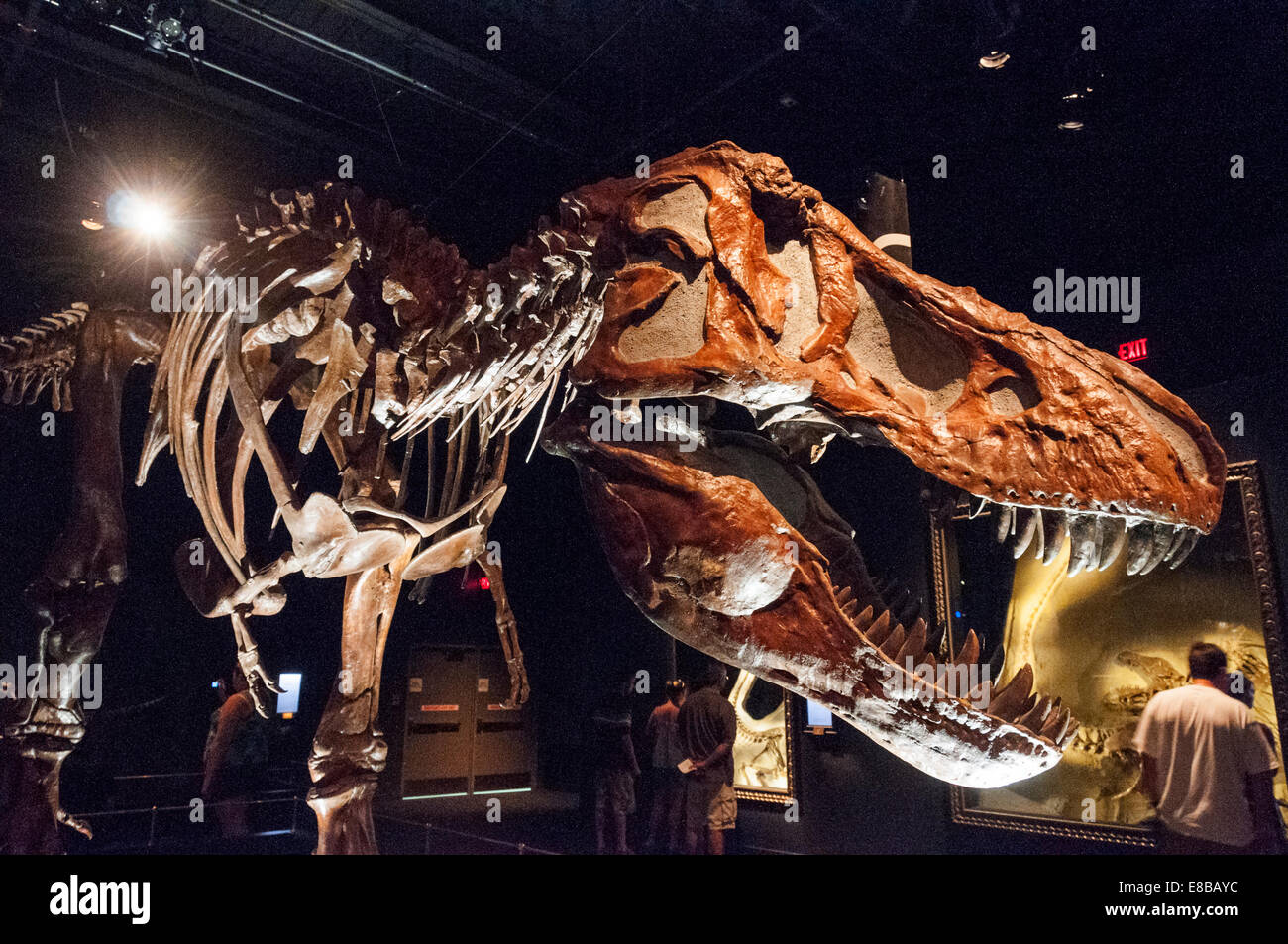 Elk203-6529 Kanada, Alberta, Drumheller, Royal Tyrrell Museum, Sauriersaal ausstellen Stockfoto