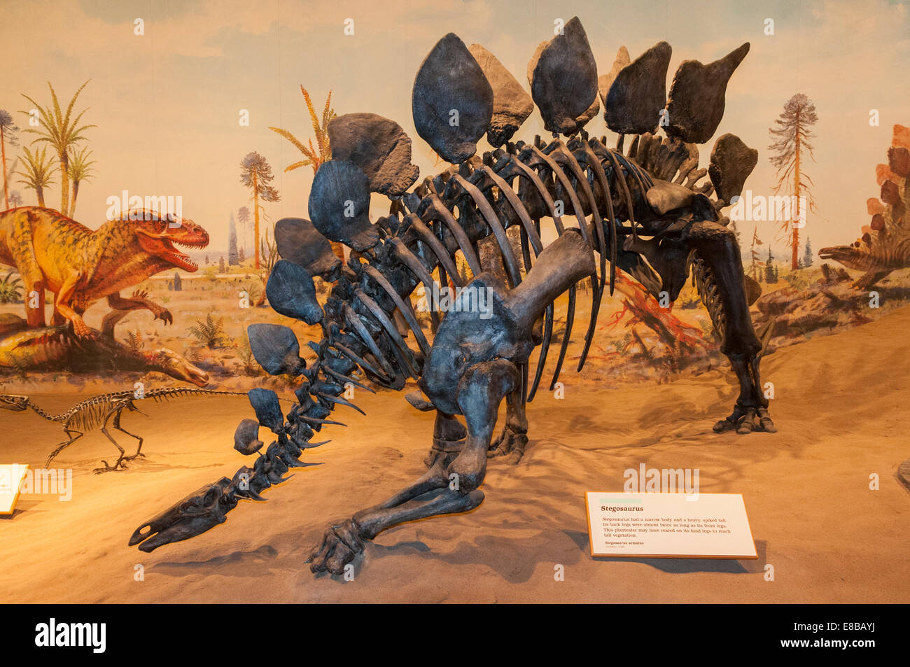 Elk203-6530 Kanada, Alberta, Drumheller, Royal Tyrrell Museum, Sauriersaal ausstellen Stockfoto