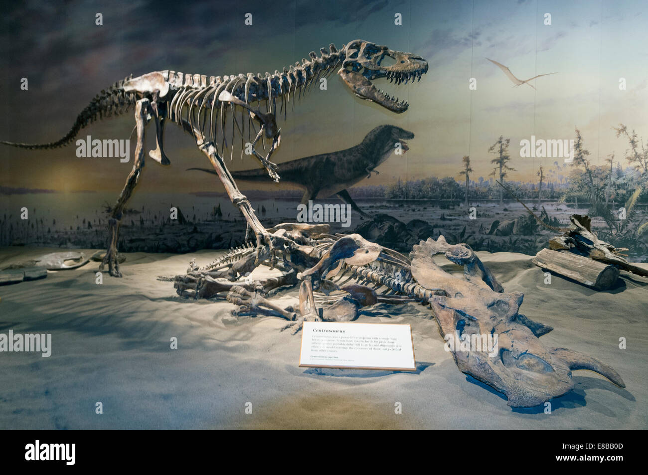 Elk203-6534 Kanada, Alberta, Drumheller, Royal Tyrrell Museum, Sauriersaal ausstellen Stockfoto