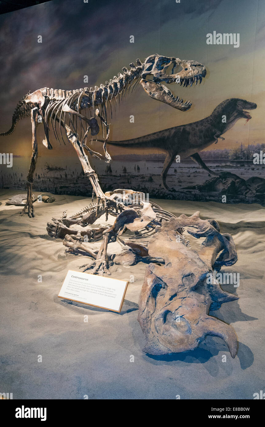 Elk203-6538v Kanada, Alberta, Drumheller, Royal Tyrrell Museum, Sauriersaal ausstellen Stockfoto