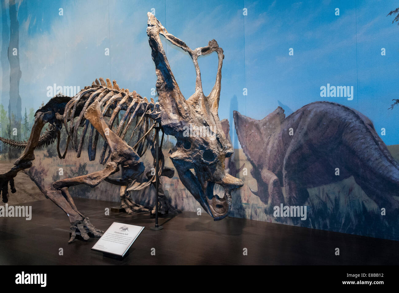 Elk203-6540 Kanada, Alberta, Drumheller, Royal Tyrrell Museum, Sauriersaal ausstellen Stockfoto