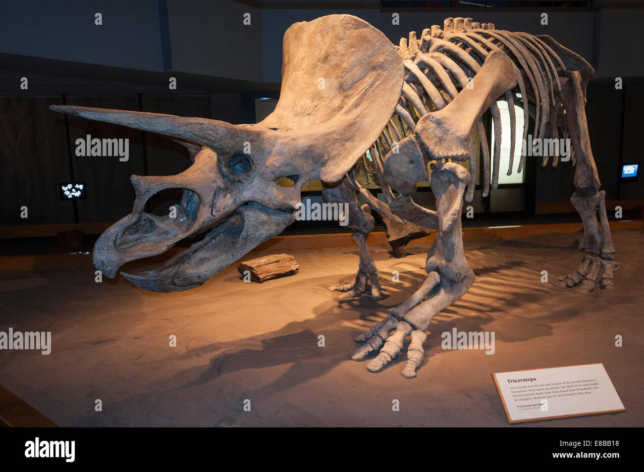 Elk203-6545 Kanada, Alberta, Drumheller, Royal Tyrrell Museum, Sauriersaal ausstellen Stockfoto