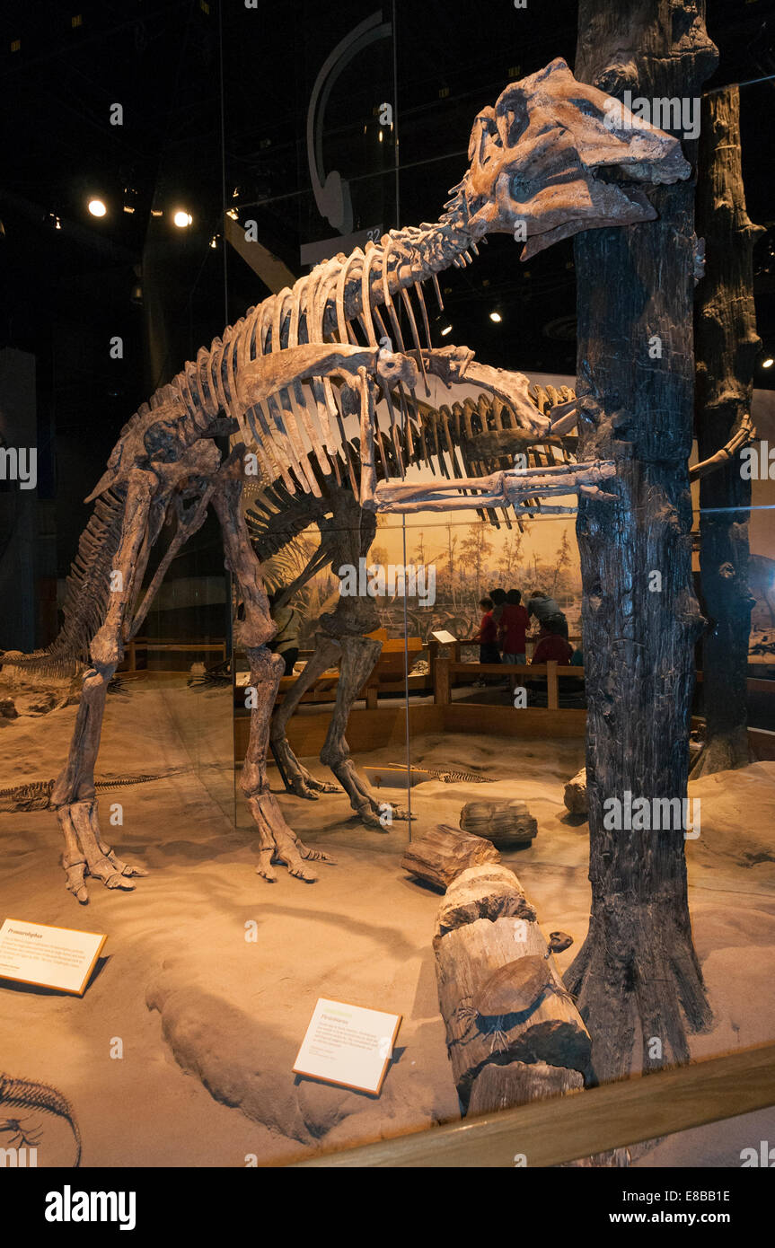 Elk203-6546v Kanada, Alberta, Drumheller, Royal Tyrrell Museum, Sauriersaal ausstellen Stockfoto