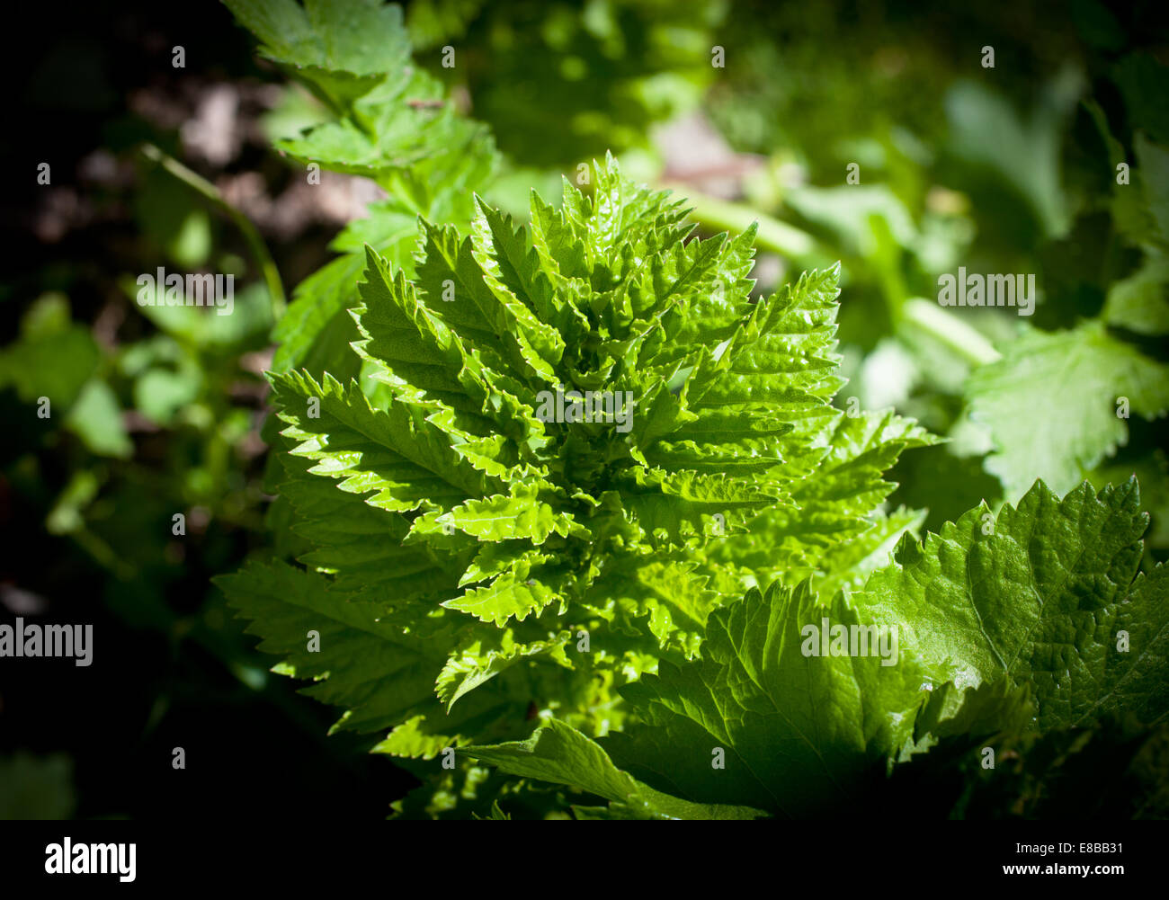 Pastinake: (Pastinaca Sativa): essbare Wurzeln und Blätter. Stockfoto