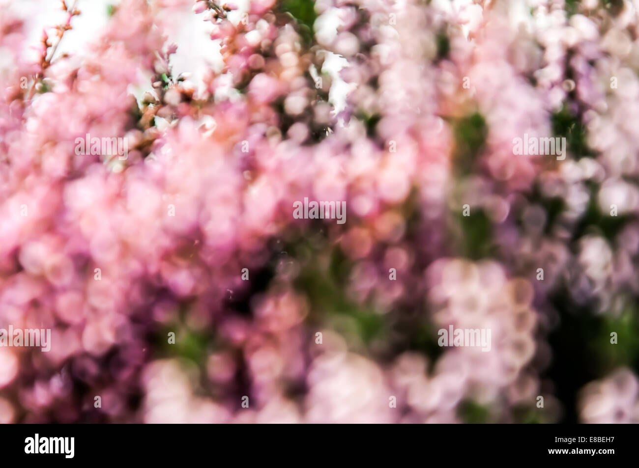 Heather bokeh Stockfoto