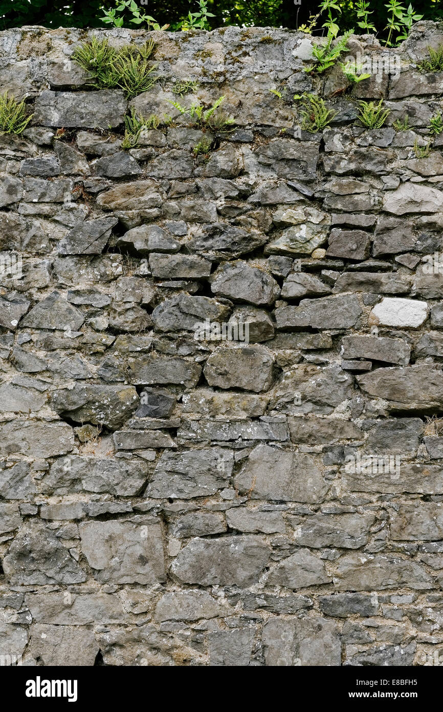 Mortared graue Stein Garten Wand mit Unkraut wächst aus ihm heraus. Stockfoto