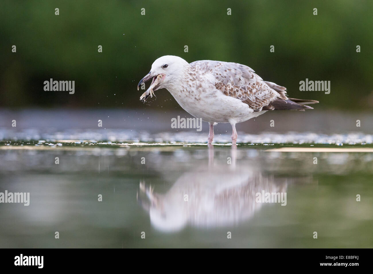 Unter Erwachsenen Yellow-legged Möve (Larus Michahellis) einen Fisch zu essen Stockfoto
