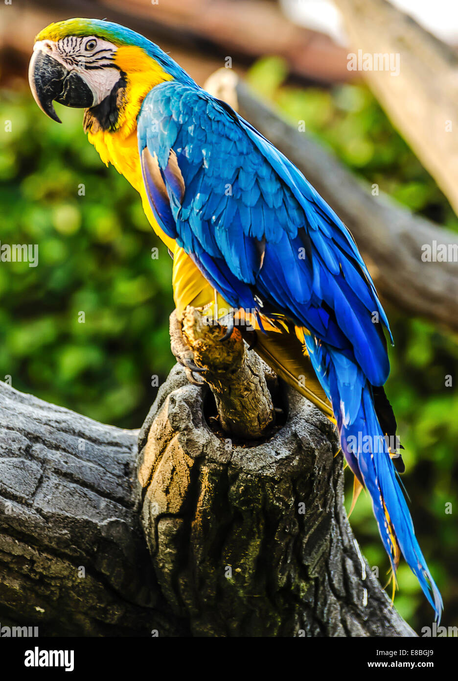 Farbenfrohe brasilianische Papagei Stockfoto