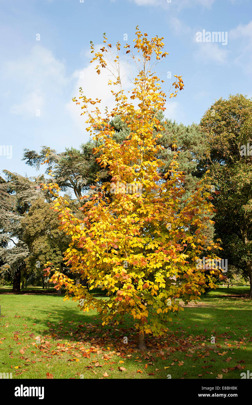 In Kew Gardens Herbstlaub in Flammen mit hellen gelb-Orange-braune vor einem blassen blauen winterlichen Himmel. Stockfoto