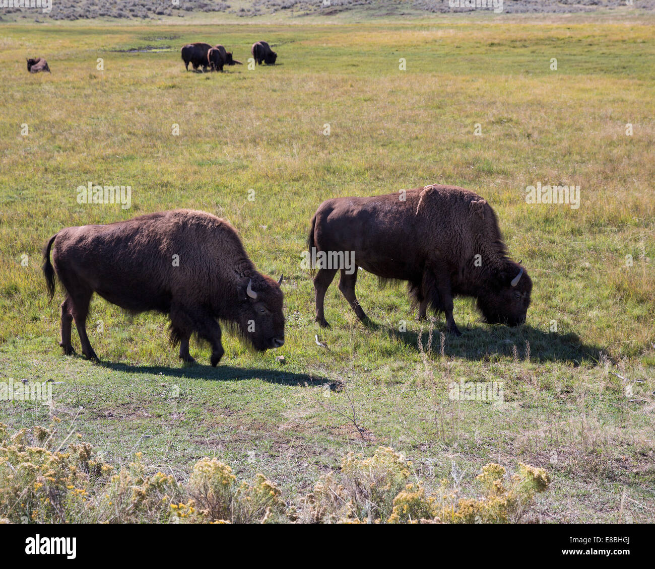 Bisons (Buffalo) Weiden im Yellowstone National Park, Montana, USA Stockfoto