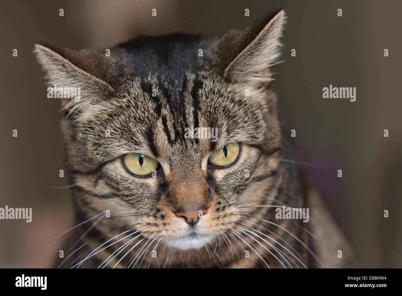 Gemeinsamen Makrele Tabby Katze drinnen sitzen in natürlichem Licht Stockfoto