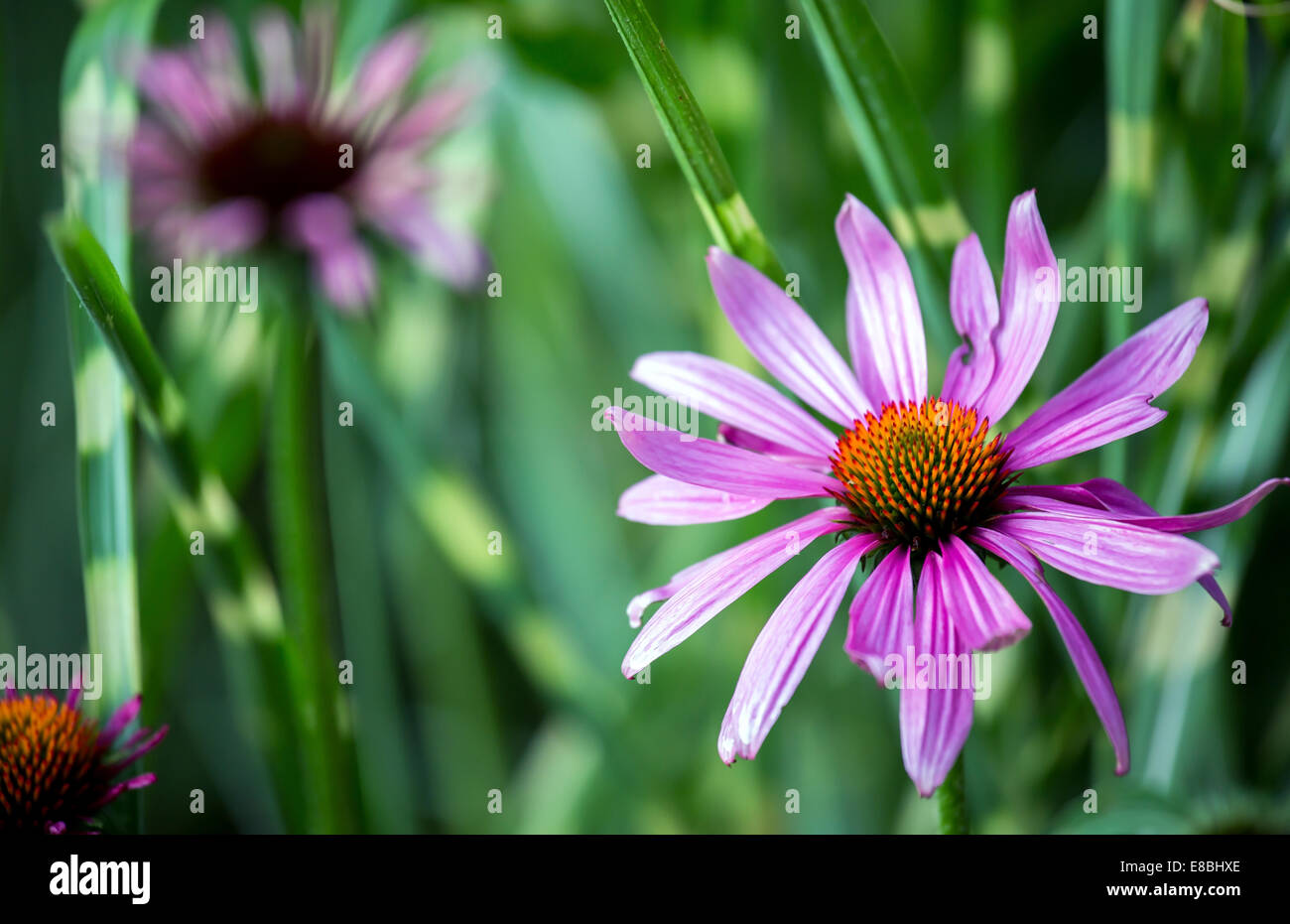 Nahaufnahme von lila Blüten in Echinacea (Echinacea) Stockfoto