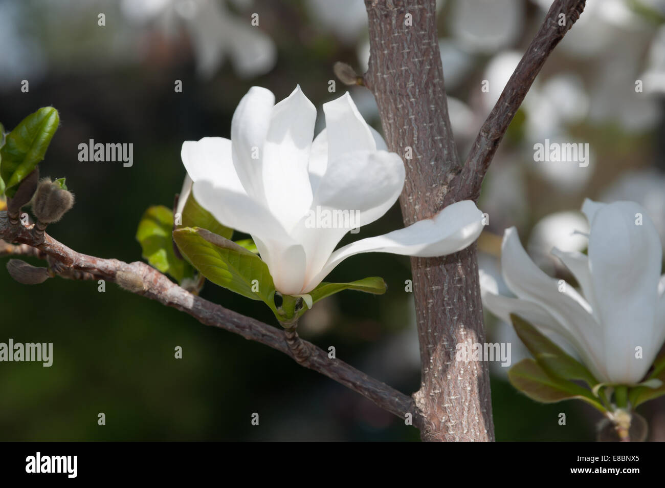 Weiße Magnolie Blüten auf einem Baum, Nahaufnahme. Stockfoto