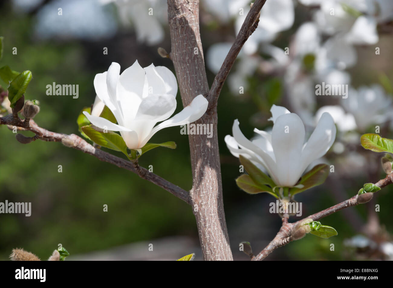 Weiße Magnolie Blüten auf einem Baum, Nahaufnahme. Stockfoto
