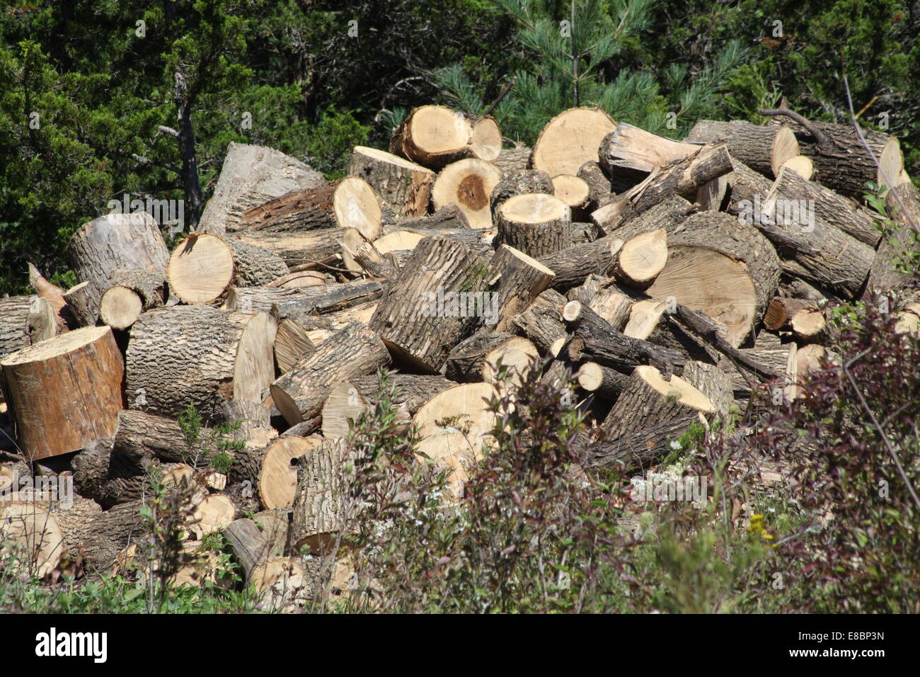 Frisch geschnitten Sie Baum Kurzprotokoll Längen bereit zum Trocknen und dann in Brennholz Längen aufteilen. Stockfoto