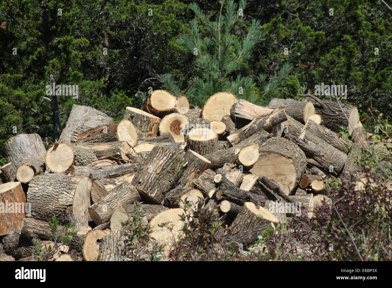 Frisch geschnitten Sie Baum Kurzprotokoll Längen bereit zum Trocknen und dann in Brennholz Längen aufteilen. Stockfoto