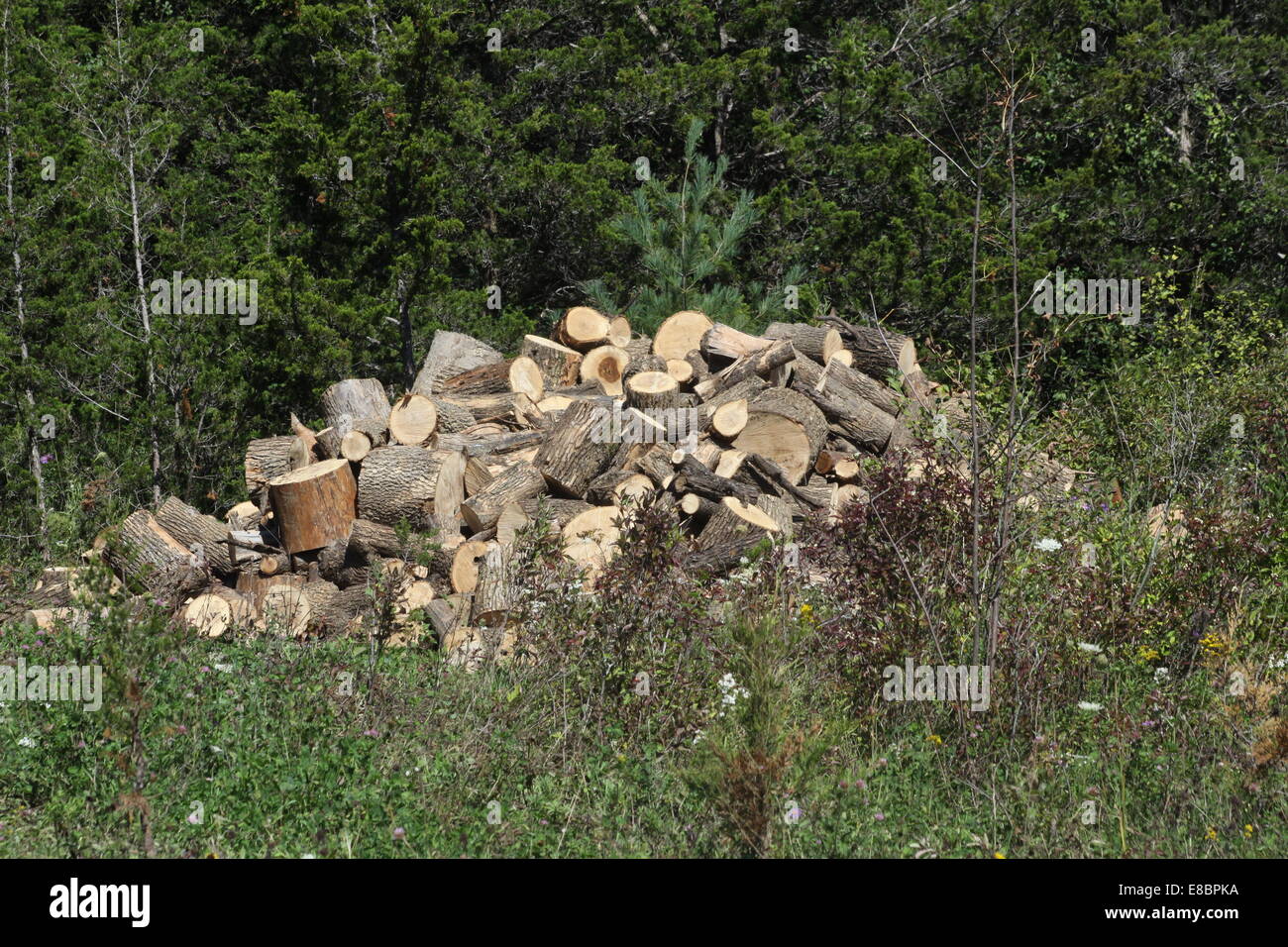 Frisch geschnitten Sie Baum Kurzprotokoll Längen bereit zum Trocknen und dann in Brennholz Längen aufteilen. Stockfoto