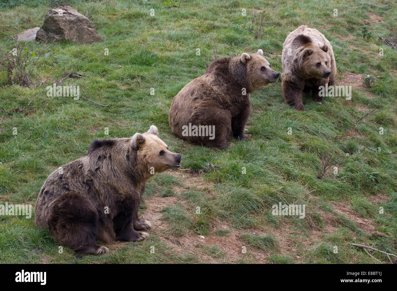 Drei Braunbären in Gefangenschaft Ursus Arctos Kodiak Bären Stockfoto