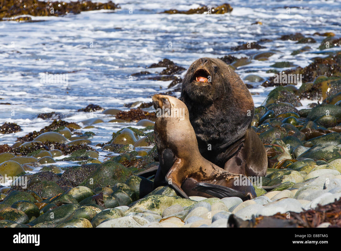 Ein Rüde und der viel kleinere weibliche Seelöwe Holm auf der East Loafers von Sea Lion Island in den Falkland-Inseln Stockfoto