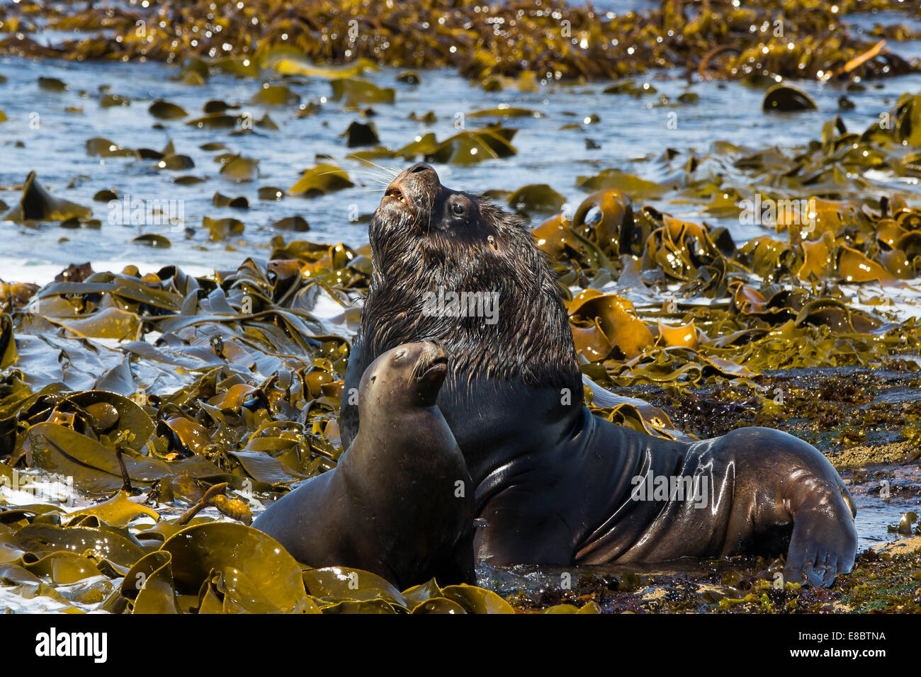 Ein Rüde und der viel kleinere weibliche Seelöwe Holm auf der East Loafers von Sea Lion Island in den Falkland-Inseln Stockfoto