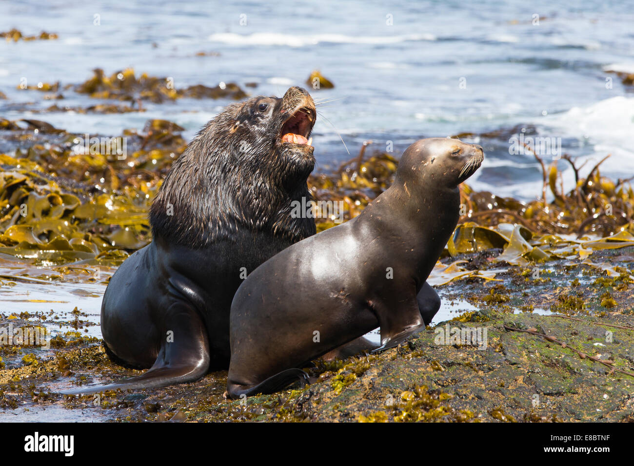 Ein Rüde und der viel kleinere weibliche Seelöwe Holm auf der East Loafers von Sea Lion Island in den Falkland-Inseln Stockfoto