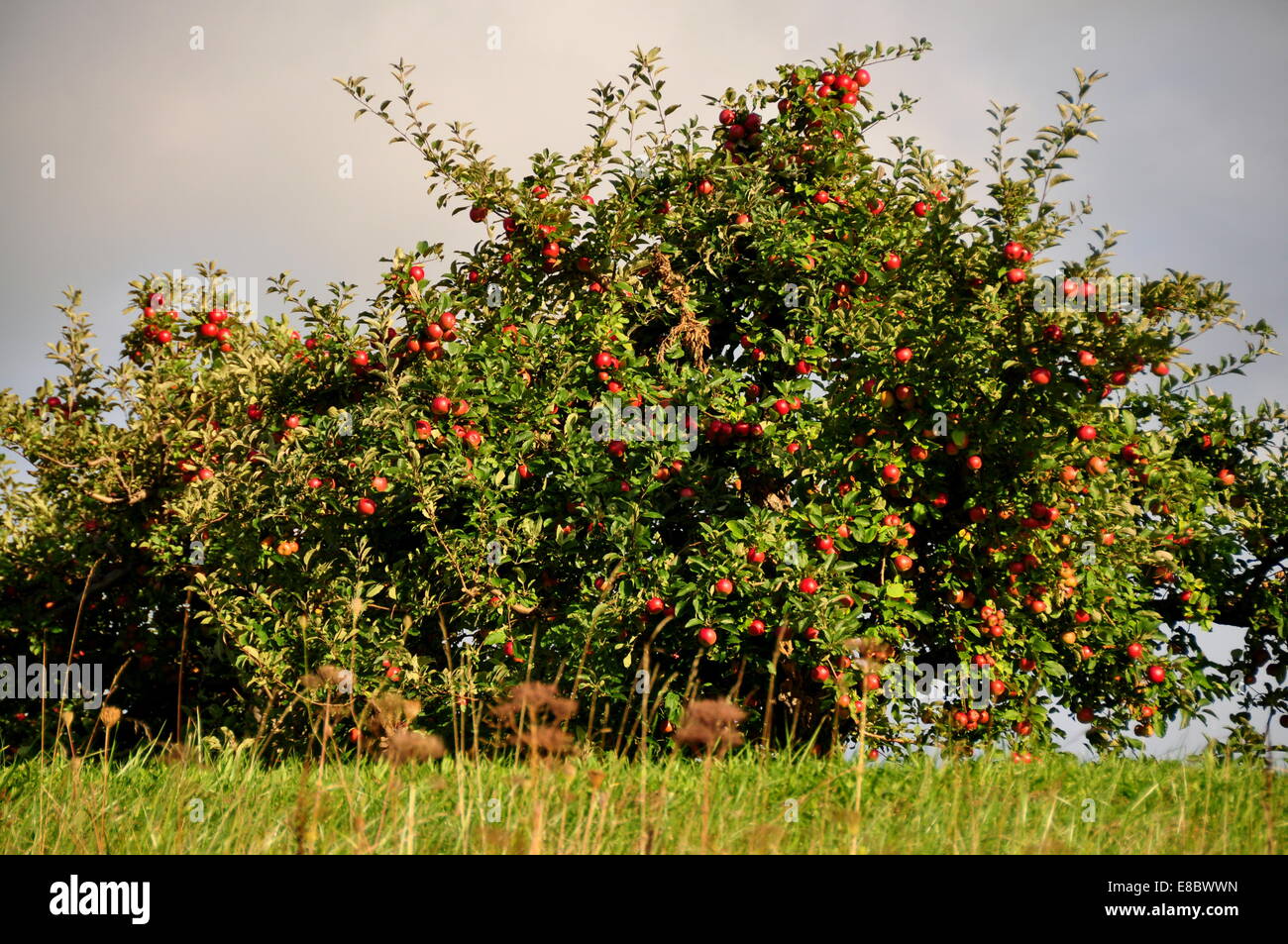 Lenox, Massachusetts: Apfelbäume beladen mit reifen Früchten am Bartletts Obstgarten Stockfoto