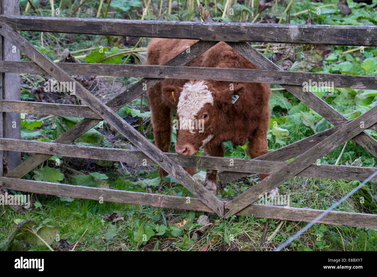 Eine junge Kuh oder einem Kalb mit dem Kopf durch eine gebrochene Tor in einem Feld Stockfoto