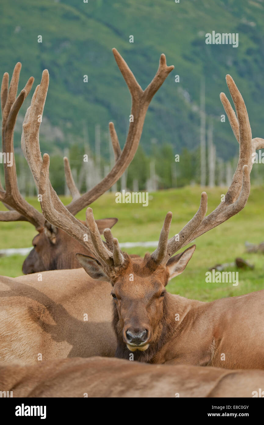 Eine Herde von Roosevelt Elk in Alaska Stockfoto