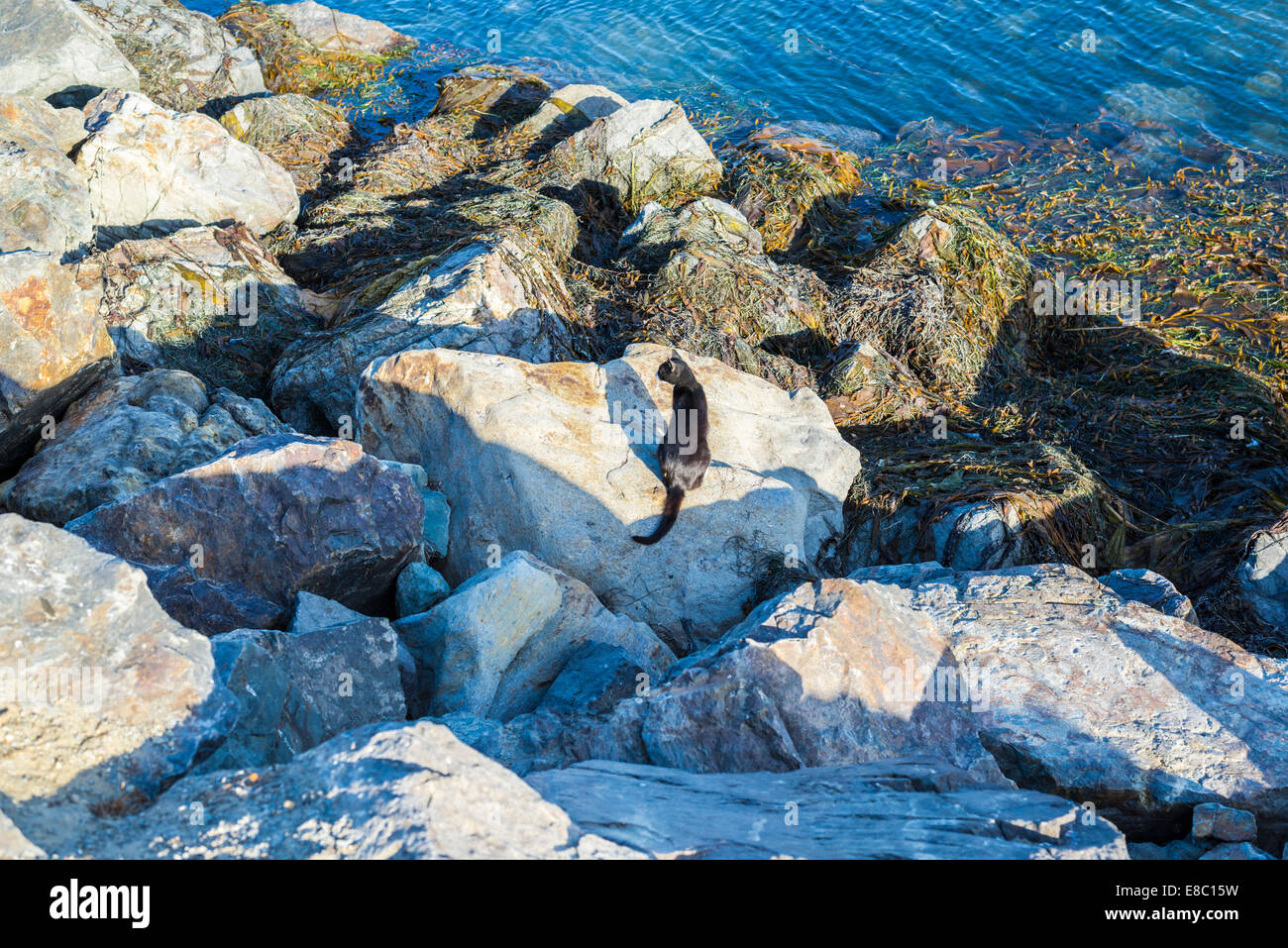 Schwarze wilde Katze sitzt auf Felsen an der Mission Bay Kanal Anlegestelle. San Diego, California, Vereinigte Staaten von Amerika. Stockfoto