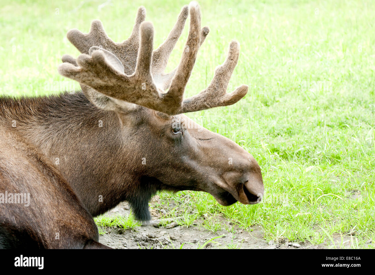 Ein Bull Karibu ruht tagsüber in Alaska Stockfoto