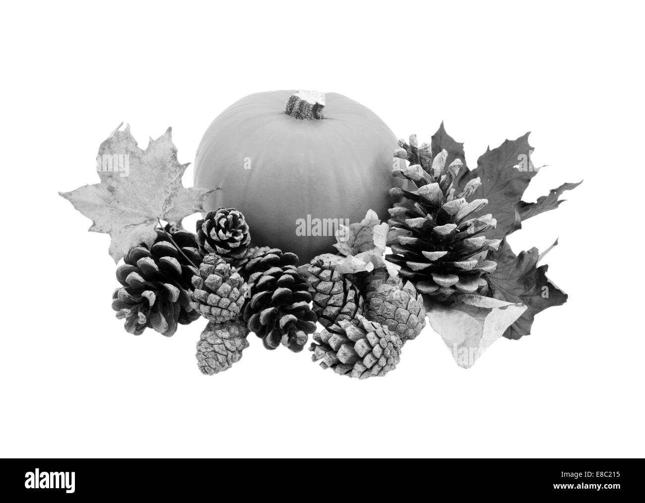 Herbstliche Blätter und Tannenzapfen mit einem Reifen Kürbis isoliert auf einem weißen Hintergrund - monochrome Verarbeitung Stockfoto