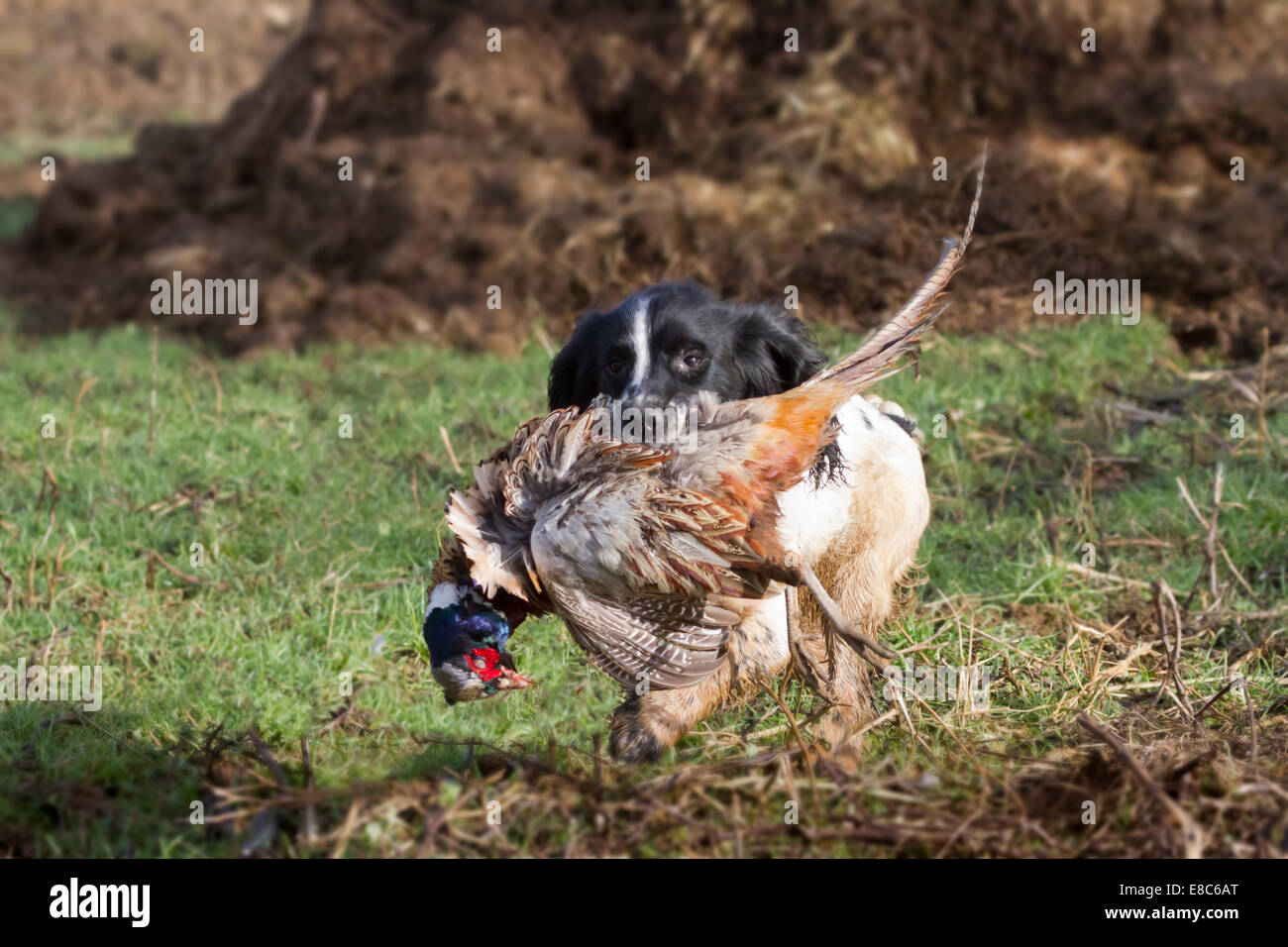 Ein Jagdhund mit einem Toten Fasan in North Yorkshire Stockfoto