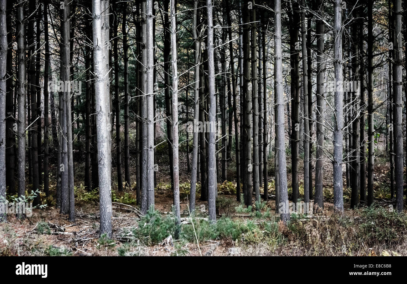 Dichten Pinienwald im Staatswald Michaux, Pennsylvania. Stockfoto